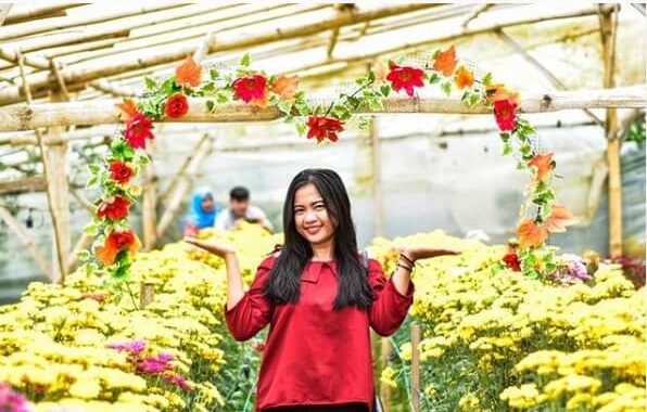 Setiya Aji Flower Farm Semarang, Alamat Dan Harga Tiket Masuk