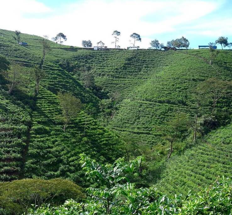 Ndoro Donker Tea House Karanganyar, Review Lokasi dan Harga Menu