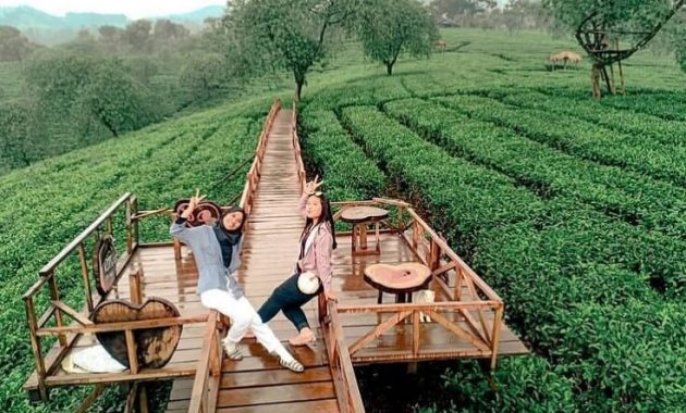 Kebun Teh Wonosari - Foto, Review Lokasi dan Harga Tiket Masuk